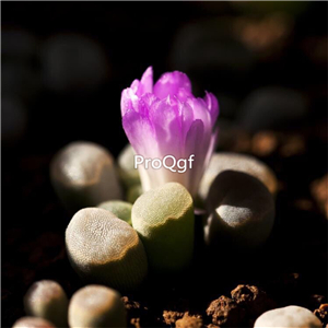15usd Ngryise 3Pcs A Set Frithia pulchra plant