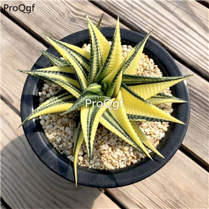18usd Ngryise 2Pcs A Set liulidian rare plant