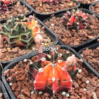 18usd Ngryise 3Pcs A Set rare mudanjin plant