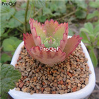 18usd Ngryise 3Pcs A Set rare leisigongzhu businiao plant