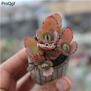 18usd Ngryise 3Pcs A Set rare leisigongzhu businiao plant