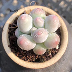 18usd Ngryise 3Pcs A Set rare tangyuan nailao plant