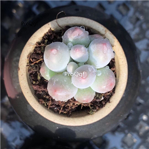 18usd Ngryise 3Pcs A Set rare tangyuan nailao plant