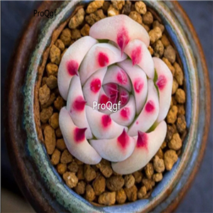 15usd Ngryise 3Pcs A Set rare echeveria shuimitao plant