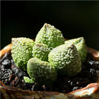 28usd Ngryise 2Pcs A Set rare cuilvshi shuipao plant