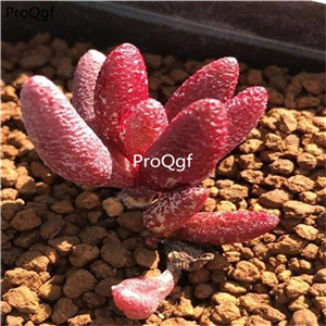 28usd Ngryise 2Pcs A Set rare hongmalian shuipao plant