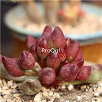 28usd Ngryise 2Pcs A Set rare guzhui shuipao plant