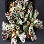 28usd Ngryise 2Pcs A Set rare kubo shuipao plant