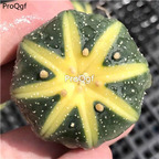 15usd Ngryise 3Pcs A Set rare xiguaqiudou plant