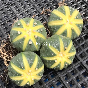 15usd Ngryise 3Pcs A Set rare xiguaqiudou plant