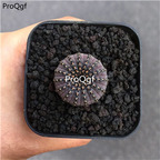 18usd Ngryise 3Pcs A Set rare yanjishitong plant
