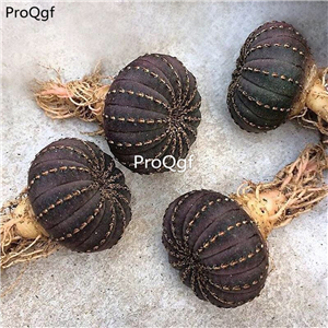 18usd Ngryise 3Pcs A Set rare yanjishitong plant