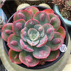 18usd Ngryise 3Pcs A Set rare echeveria yudi rainbow plant
