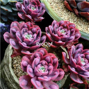 18usd Ngryise 3Pcs A Set rare echeveria yudi rainbow plant