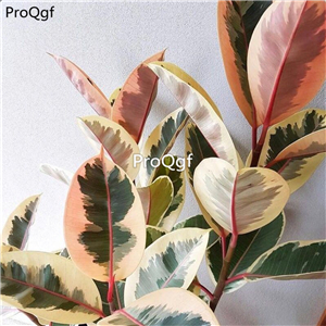 18usd Ngryise 3Pcs A Set Ficus elastica huaye plant