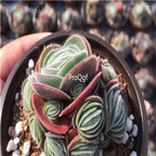 18usd Ngryise 3Pcs A Set Crassula tomentosa plant
