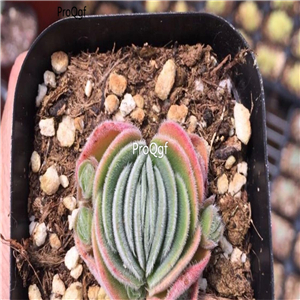 18usd Ngryise 3Pcs A Set Crassula tomentosa plant