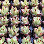 25usd Ngryise 10Pcs A Set Echeveria agavoides Ebony plant