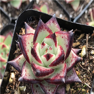 25usd Ngryise 10Pcs A Set Echeveria agavoides Ebony plant