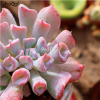 25usd Ngryise 2Pcs A Set like pig nose modi plant