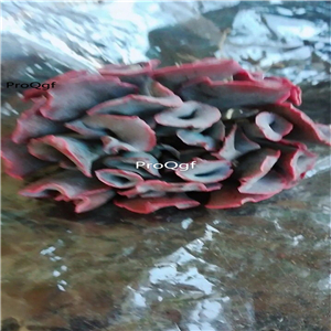 25usd Ngryise 2Pcs A Set like pig nose modi plant