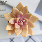 28usd Ngryise 10Pcs A Set echeveria danxue plant