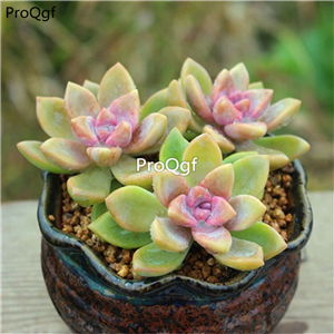 28usd Ngryise 10Pcs A Set echeveria danxue plant