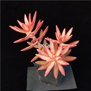 25usd Ngryise 5Pcs A Set echeveria red sun hongri plant