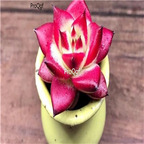 25usd Ngryise 5Pcs A Set echeveria red robin plant