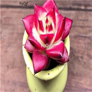 25usd Ngryise 5Pcs A Set echeveria red robin plant