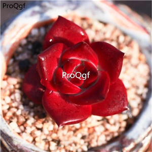 25usd Ngryise 5Pcs A Set echeveria red romeo plant