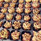 25usd Ngryise 5Pcs A Set echeveria huangpi plant