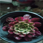 25usd Ngryise 5Pcs A Set hongfulun plant