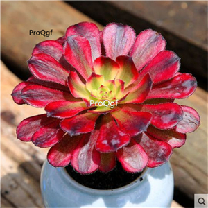 25usd Ngryise 5Pcs A Set hongfulun plant