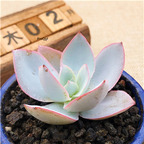 25usd Ngryise 5Pcs A Set Echeveria cante Glass plant