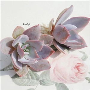 25usd Ngryise 5Pcs A Set Echeveria cante Glass plant