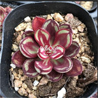 18usd Ngryise 3Pcs A Set Echeveria nodulosa maruba wanyehongsi plant