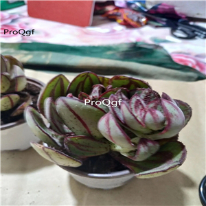 18usd Ngryise 3Pcs A Set Echeveria nodulosa maruba wanyehongsi plant