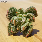 15usd ngryise 3pcs Crassula ausensis huoxingtuzi plant