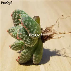 15usd ngryise 3pcs Crassula ausensis huoxingtuzi plant