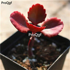 18usd Ngryise 3Pcs A Set zhulian plant