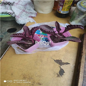 18usd Ngryise 3Pcs A Set zhulian plant