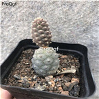 18usd Ngryise 3Pcs A Set Opuntia tuanshansongli plant