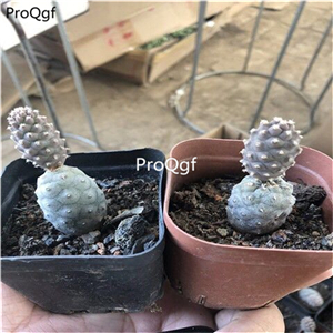 18usd Ngryise 3Pcs A Set Opuntia tuanshansongli plant