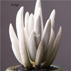 18usd Ngryise 3Pcs A Set echeveria yinyue plant