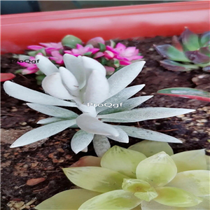 18usd Ngryise 3Pcs A Set echeveria yinyue plant