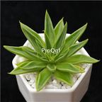 18usd Ngryise 3Pcs A Set echeveria bazhua youyu plant