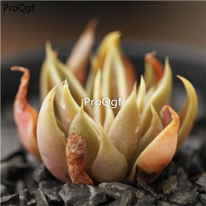 18usd Ngryise 3Pcs A Set echeveria bazhua youyu plant