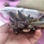 18usd Ngryise 3Pcs A Set echeveria mozhua plant
