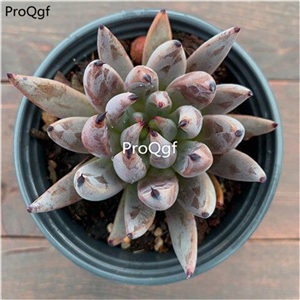 18usd Ngryise 3Pcs A Set echeveria mozhua plant